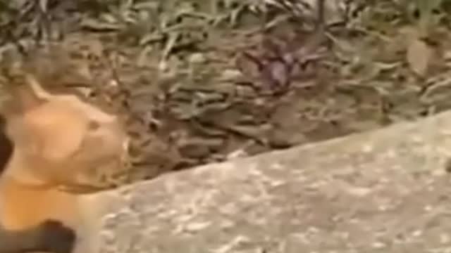funny cat video