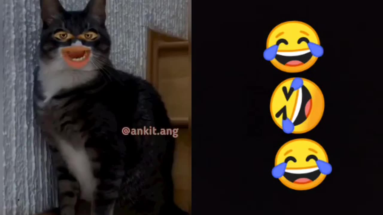 Very funny videos with cat 🐱🐱 & human voice