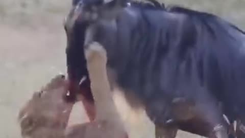 Lion Attack | Wild Animals |Animal Fight