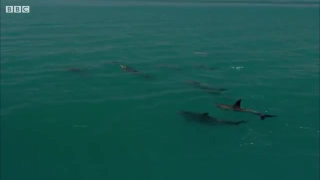 Dolphin Attempts to Kidnap Other Dolphin's Calf - BBC Earth_Cut