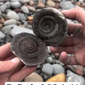 Finding fossils inside rock