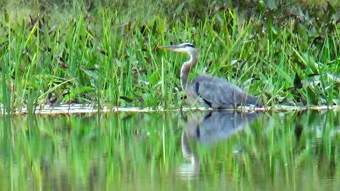 Great Blue Heron