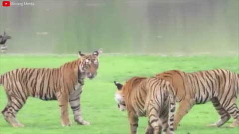 Lion VS Tiger Real Fight - Tough Creatures [Ep. 4]