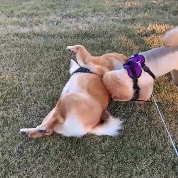 S9UftFETbhpr7qvwERf43g