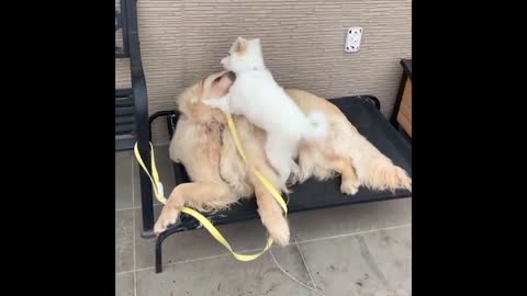 Best animals #6. Funny moments. Best of 2022!