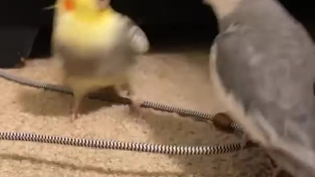 Yellow Parrot Bites Owner After She Complains To Him About Gray Parrot Biting Her