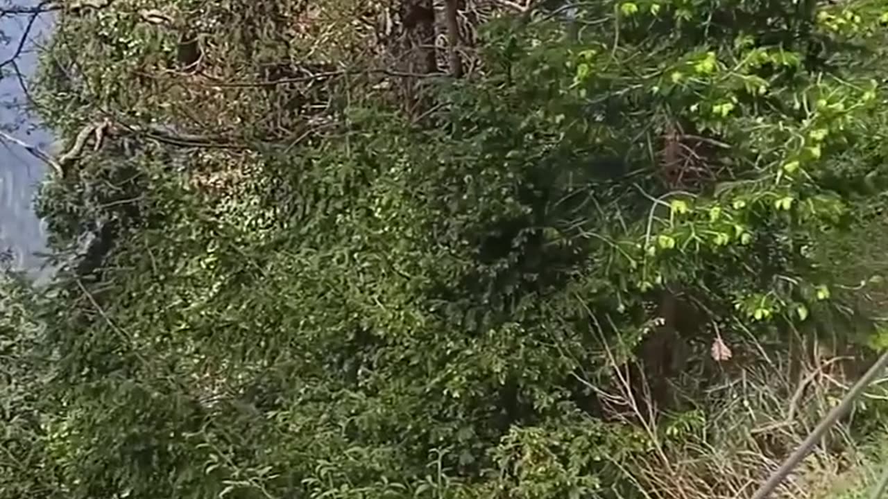 Nature Lover