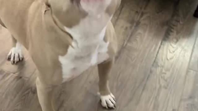 Do you have a little pittie