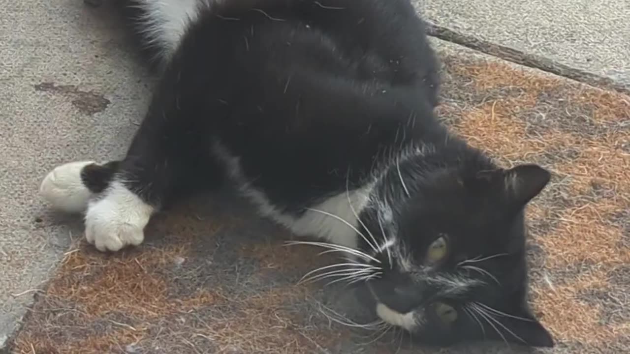 Black kitty is delightfully rolling from side to side on the pavement