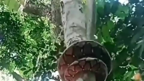 Python climbing tree