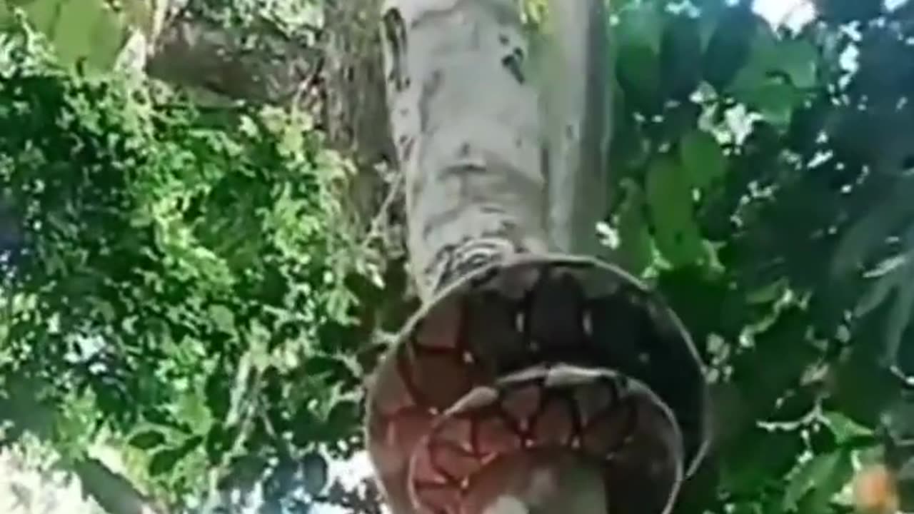 Python climbing tree