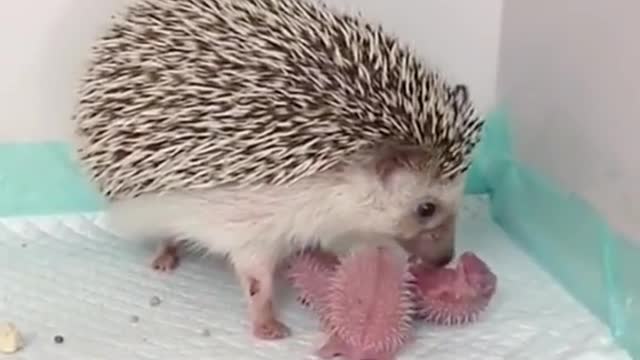 Oh my God! Hedghog babies💕