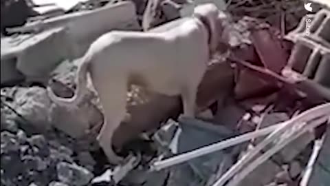 The dog brought a piece of bread to the owner, who died under the rubble in Turkey.