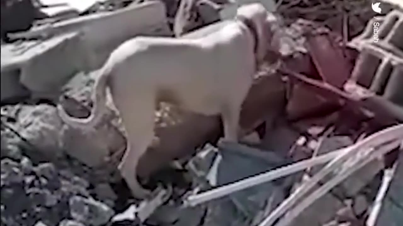 The dog brought a piece of bread to the owner, who died under the rubble in Turkey.