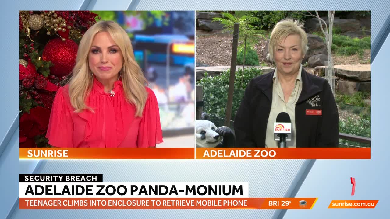 Student jumps in panda enclosure at Adelaide Zoo to retrieve mobile phone _ Sunrise