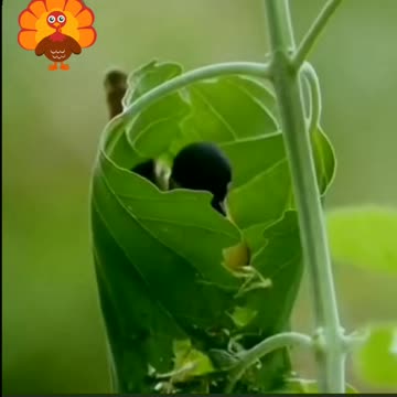 Best Bird nest making video
