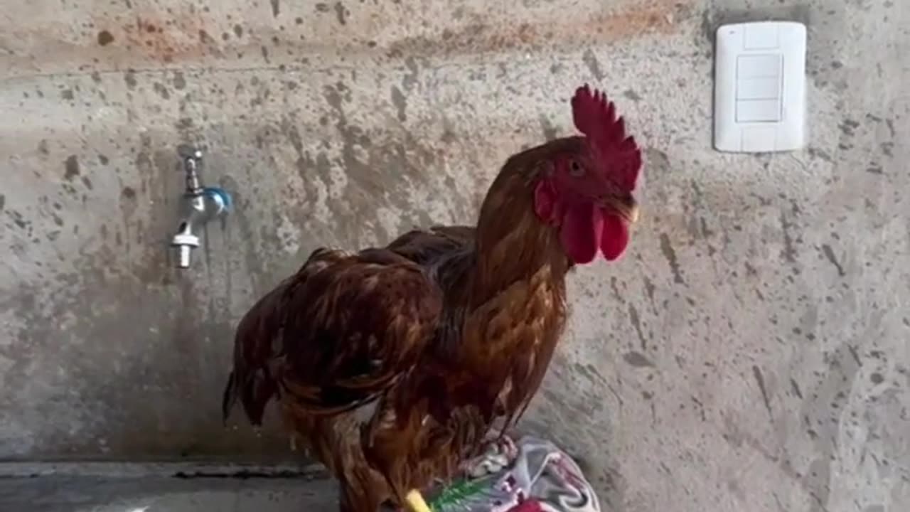 Funny video