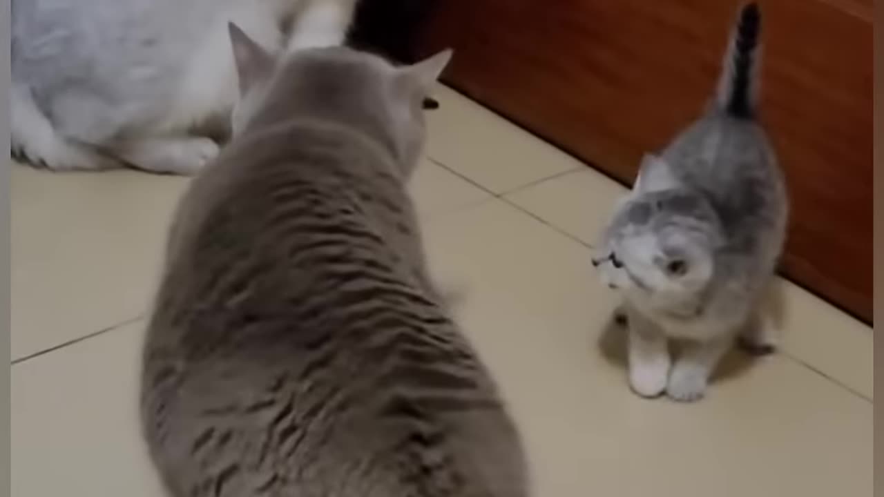 Cat is Funny #shorts