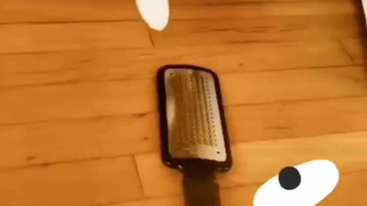 Funny moments 🐈😂😂😅