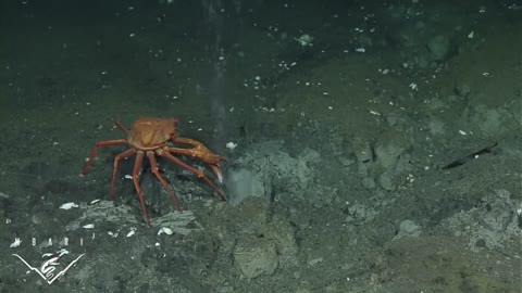 Deep Sea Crab Snaps At Methane Bubbles