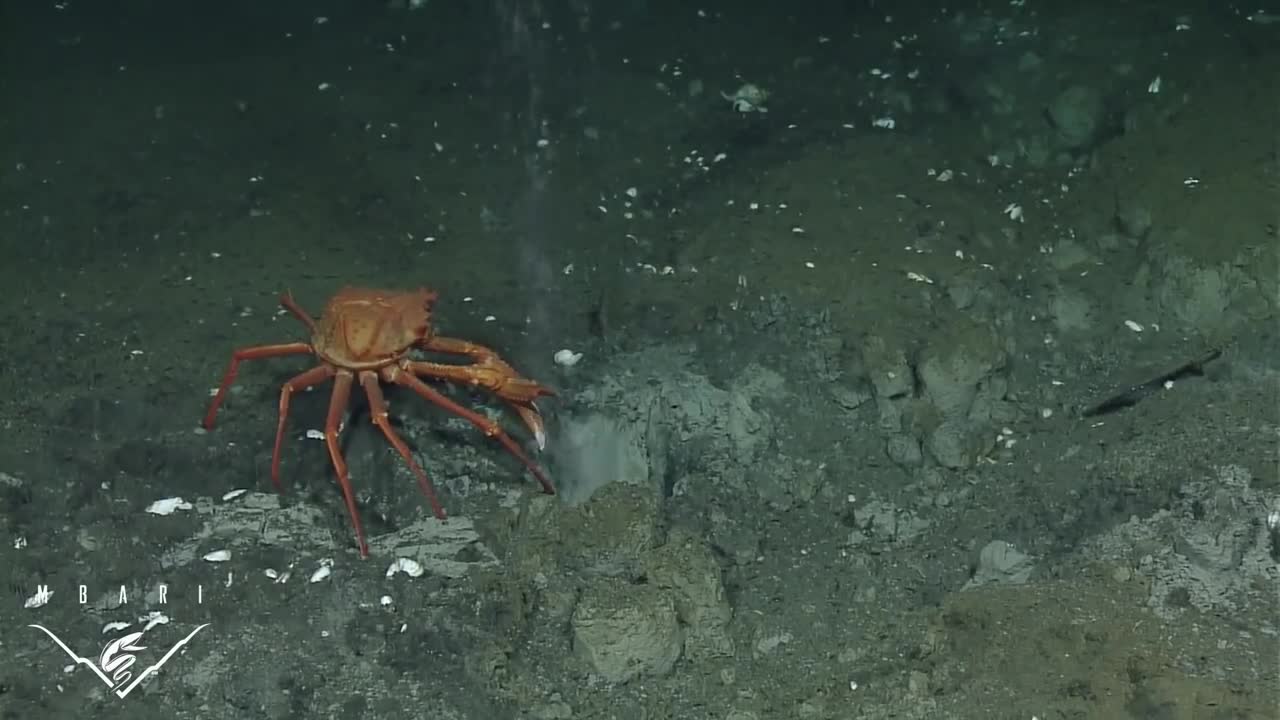 Deep Sea Crab Snaps At Methane Bubbles
