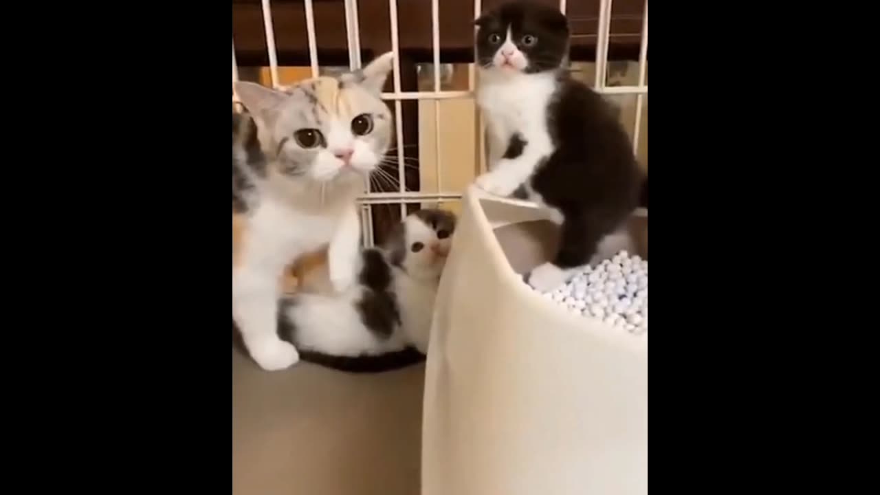 Funny Cat