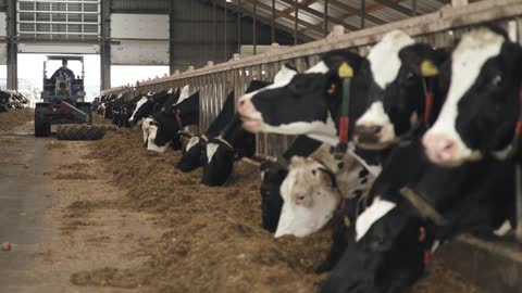 CowManager klantervaring Reijer den Hartog, Kollum (Nederland)