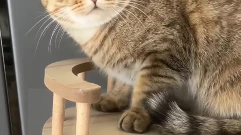 funny cat video 🥰