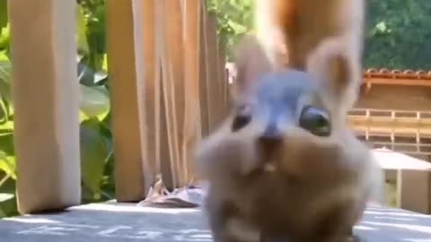 Funny Videos Shorts #viralshorts
