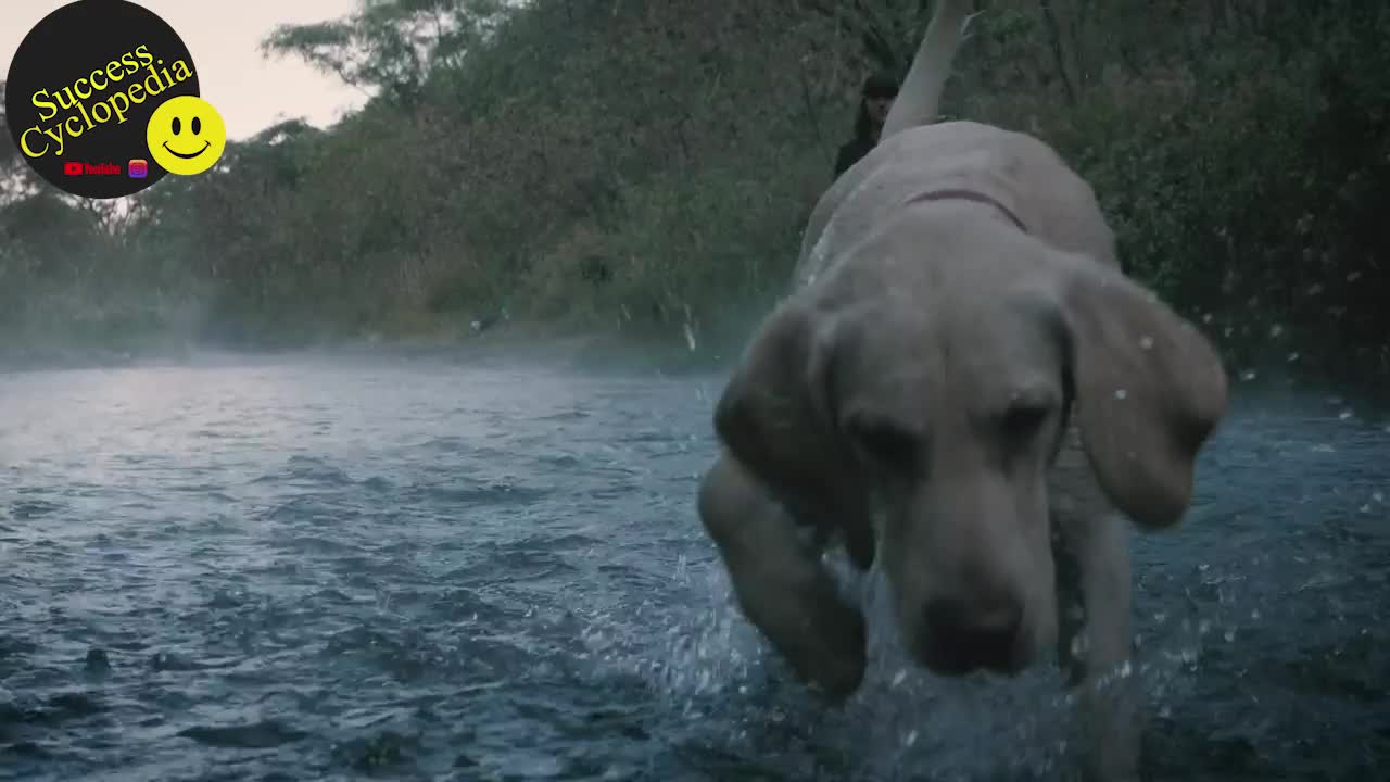 Dog fun play a ball in water