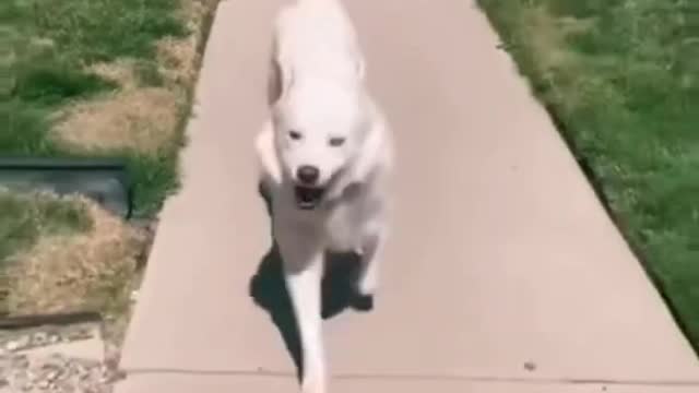 training dog - Cute Dogs Compilation - Funny Dog - Cute Puppy #shorts​ #viral