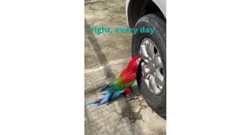 macaw addicted to air