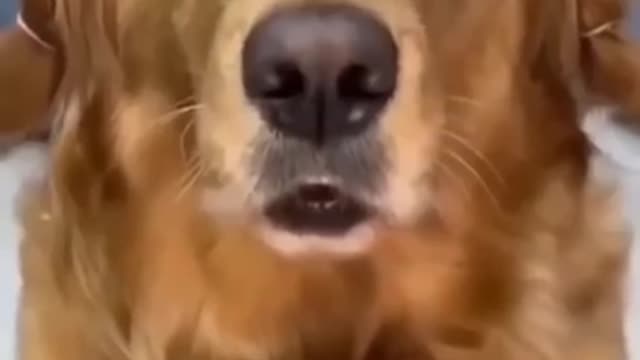 Funny Baby Funny Dog