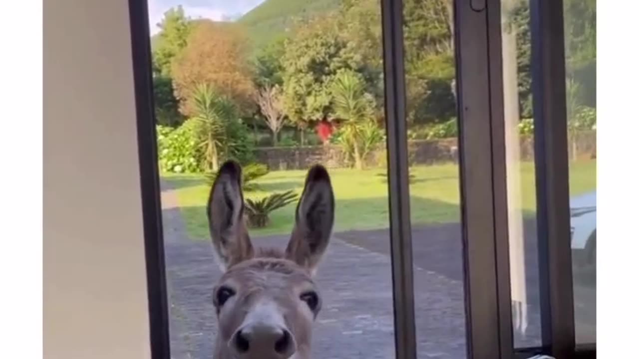 Donkey Breakfast Video