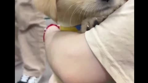 Dog #video #viral #shorts #tranding #short