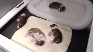 Woodruff Shelties "Heaven & Earth" PuppyCam 1 week old A