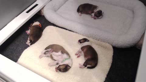 Woodruff Shelties "Heaven & Earth" PuppyCam 1 week old A