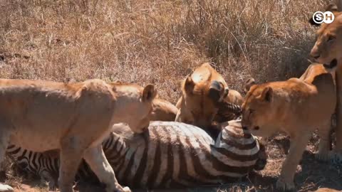 Cheetah Attacks Zebra _ Cheetahs _ #SHAnimals #wildanimals