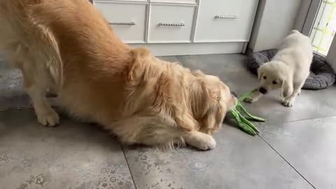 Puppy is trying to take the toy away from the Golden Retriever