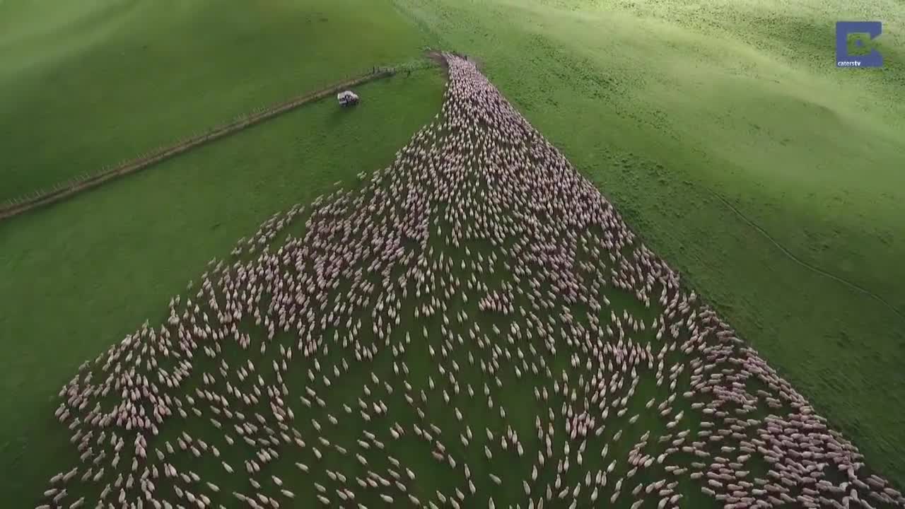 Mesmerising Mass Sheep Herding