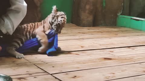 Pull a tiger cub