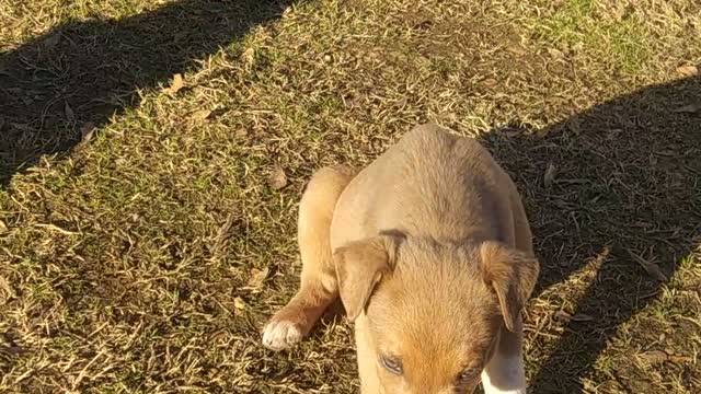 Puppies sitting in the sunlight!