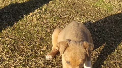 Puppies sitting in the sunlight!