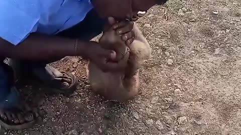 Incredible moment taxi driver brings a monkey back to life with CPR