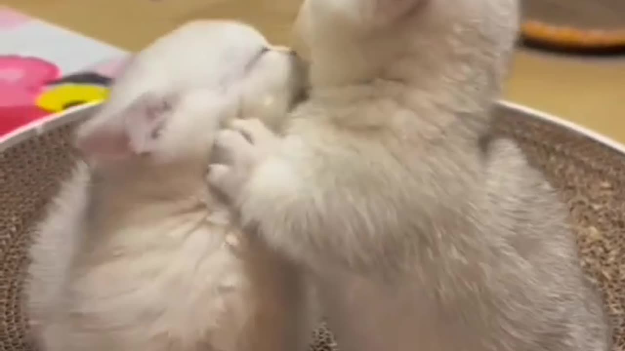 Cute cats