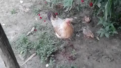 Funny chicken