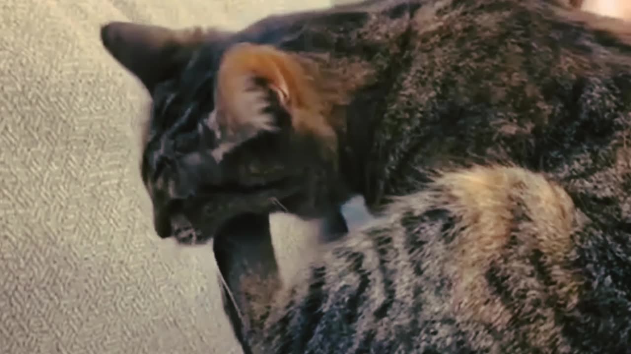 My cat cleaning