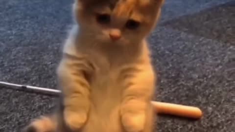 Cute cats