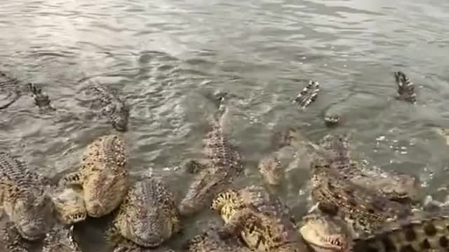 Crocodile lunchtime.