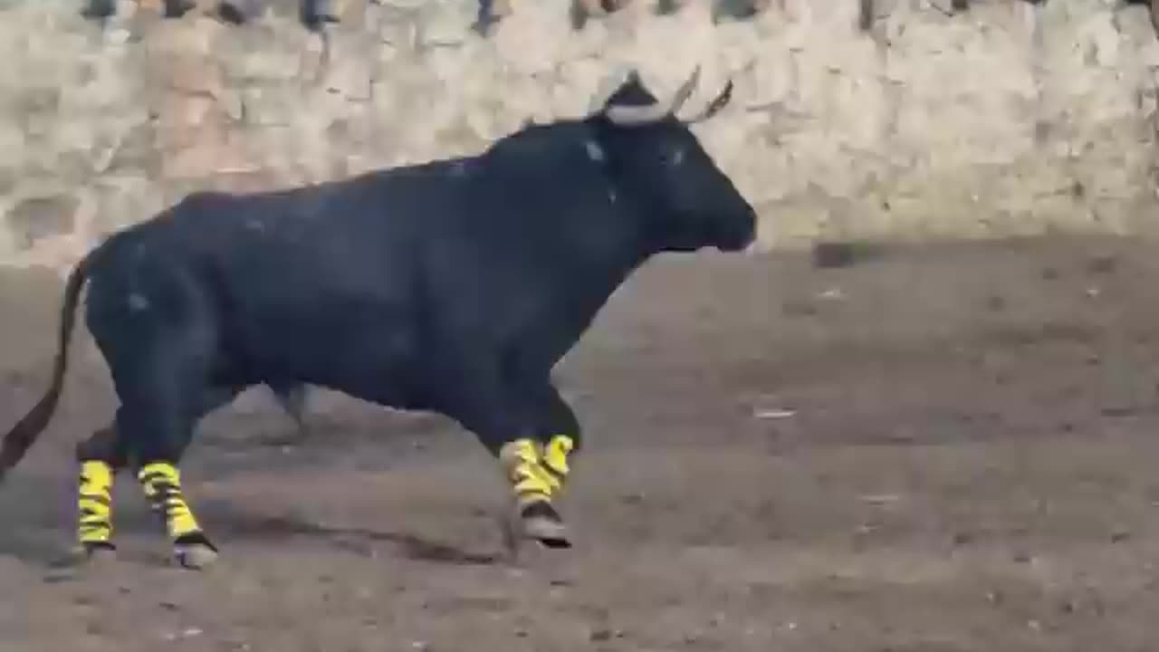toro